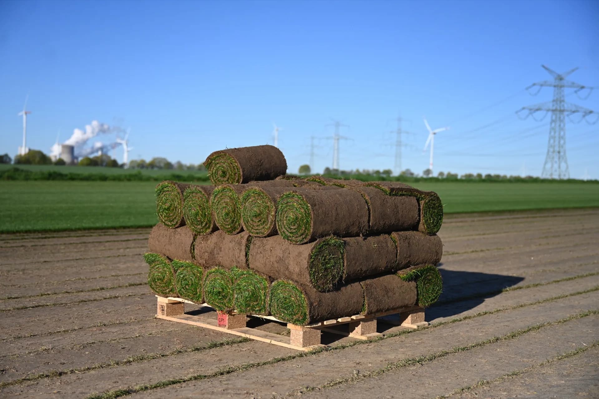 Palette mit frisch geschälten Rollrasen-Rollen auf dem Feld